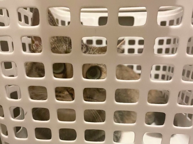 カゴの編み目から見つめる猫