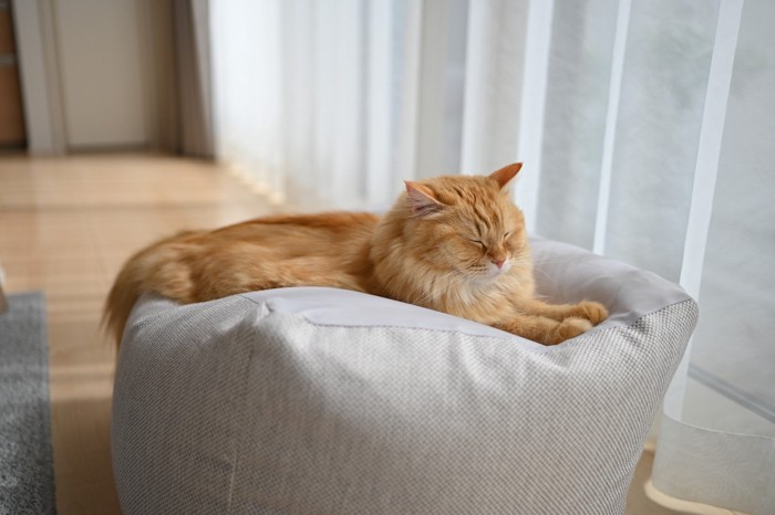 窓辺のクッションでくつろぐ猫