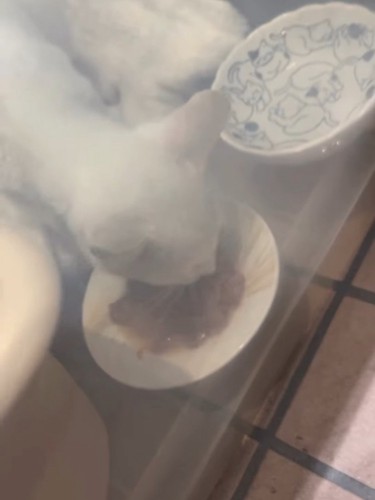 ごはんを食べる子猫