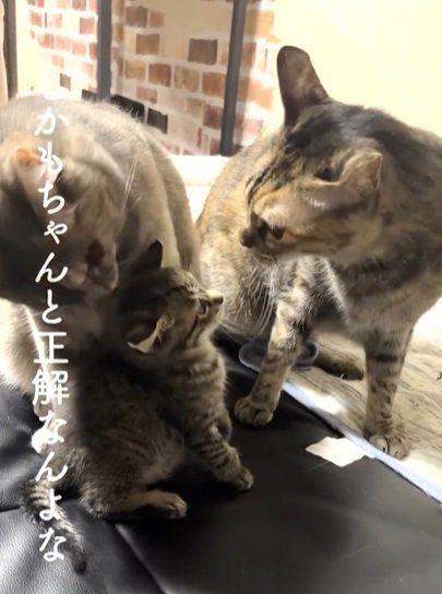 毛繕いされながら右の猫を見つめる子猫