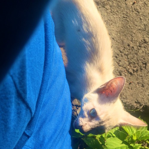 やせた子猫