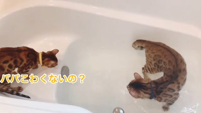 お風呂にいる子猫と成猫