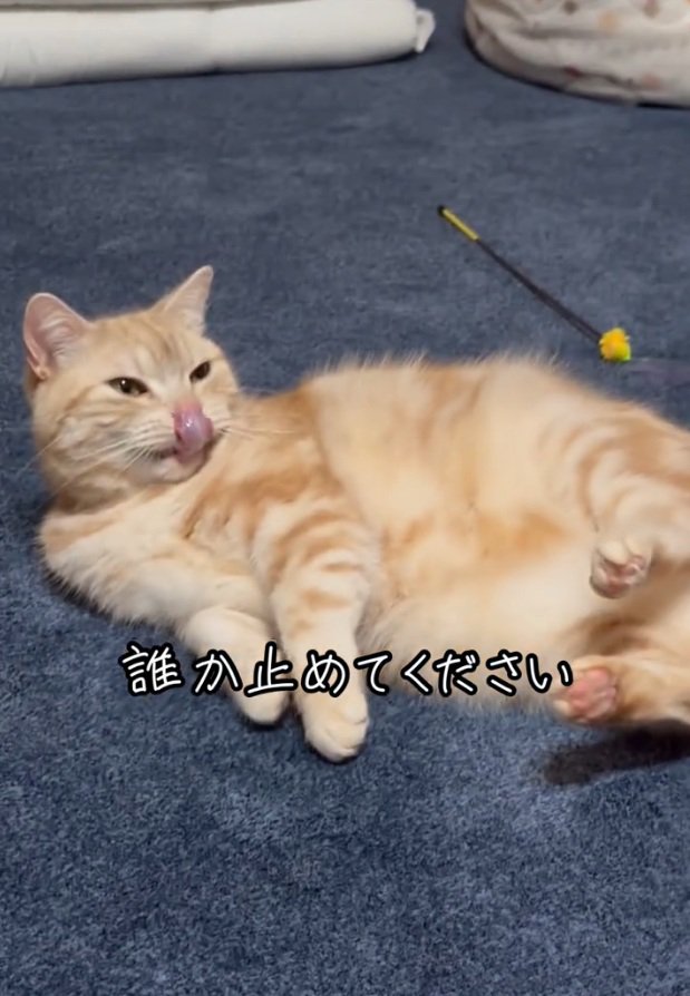 寝転がるゴロちゃん