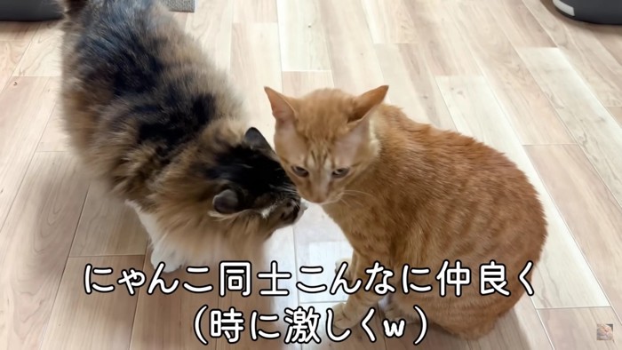 2匹の猫