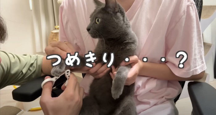 抱っこされて爪切りされる濃いグレーの毛の猫