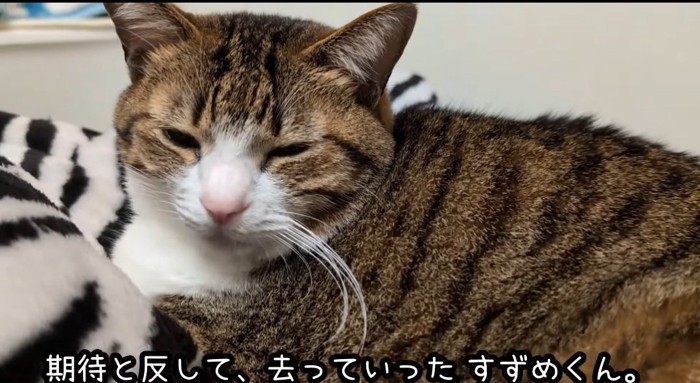 目を細める猫