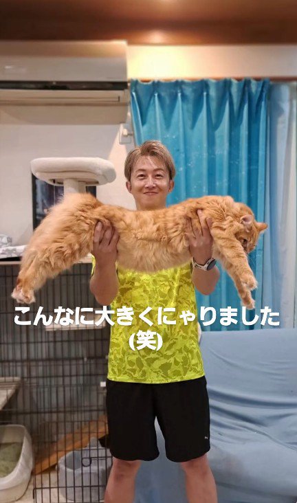 抱えられている猫
