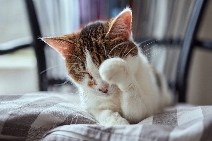 目を擦る猫