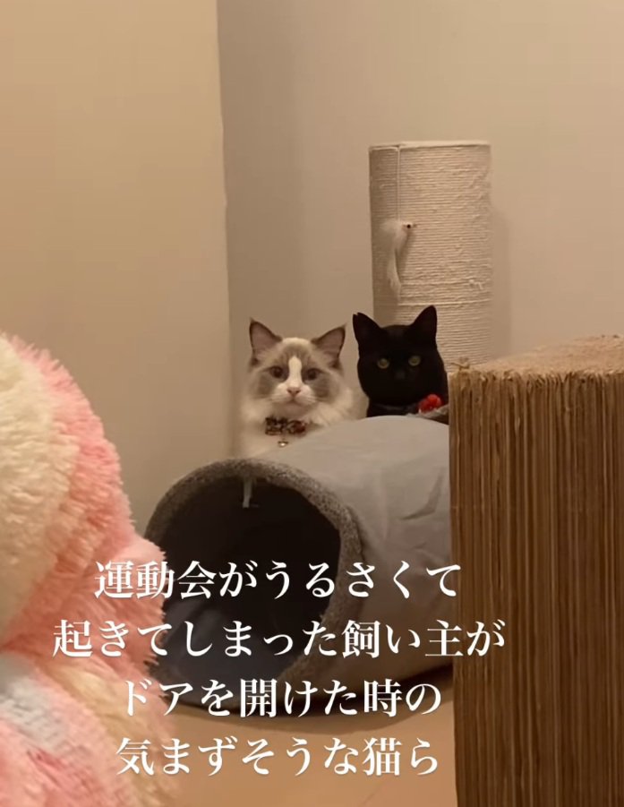 気まずそうな2匹の猫