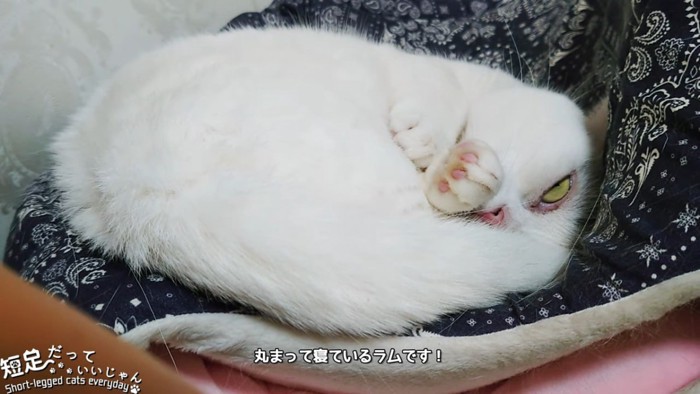 丸くなる猫