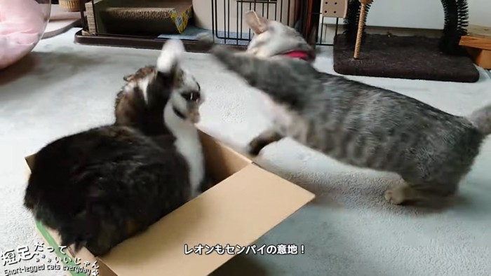 前足をあげる2匹の猫