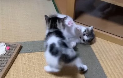 じゃれあう2匹の子猫