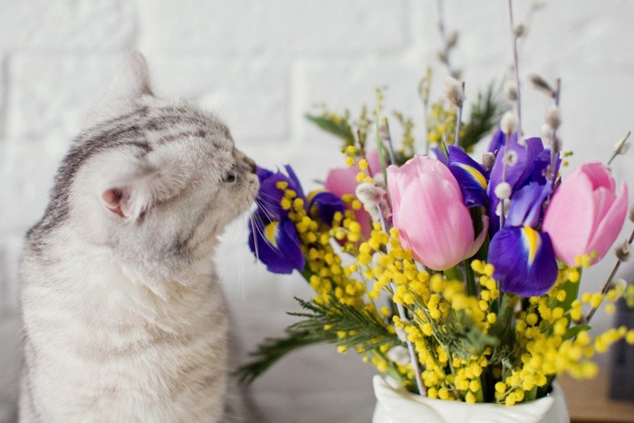 花のにおいを嗅ぐ猫