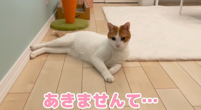 リラックスする猫