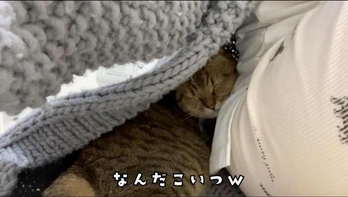 飼い主の羽織りの中で眠る猫