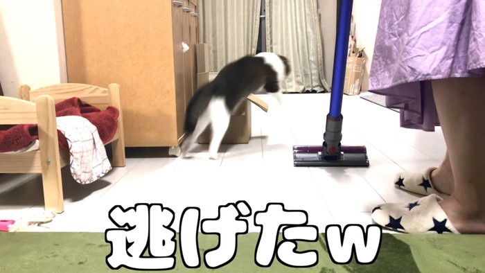 ジャンプする猫