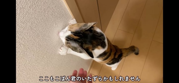 もこちゃんじゃなさそう