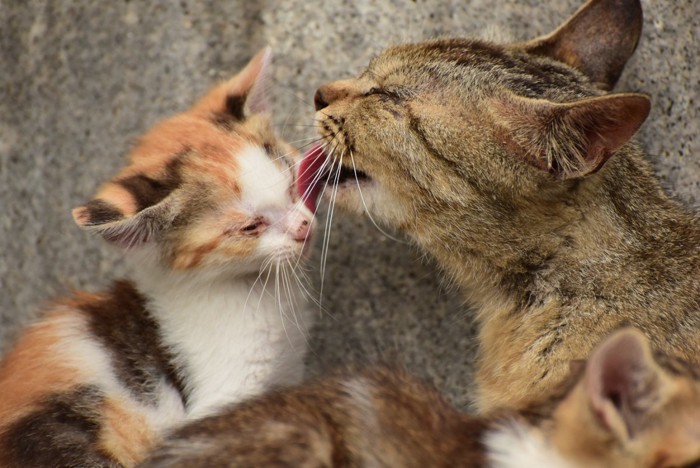 三毛を舐めるキジトラ猫