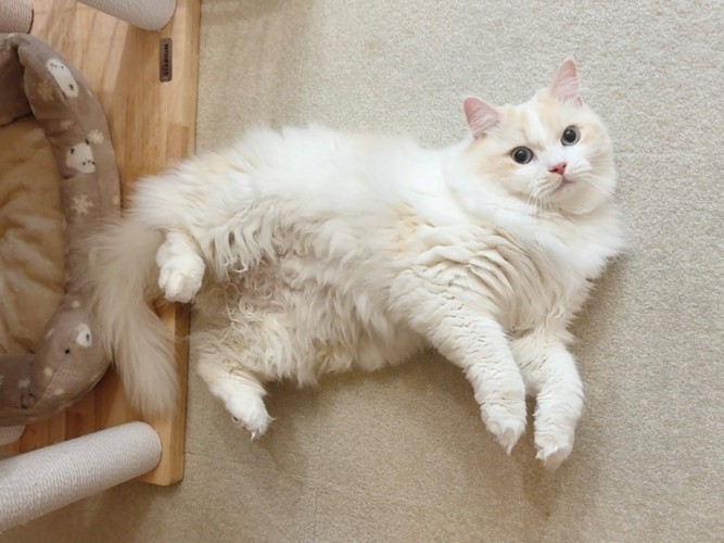 体をねじるようにして仰向けになる猫