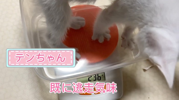 体重を測る猫