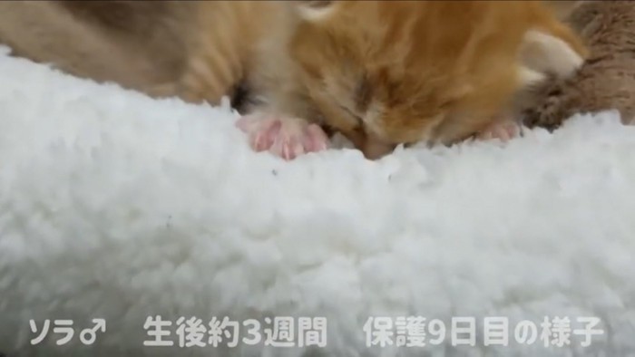 ベッドで落ち着く猫