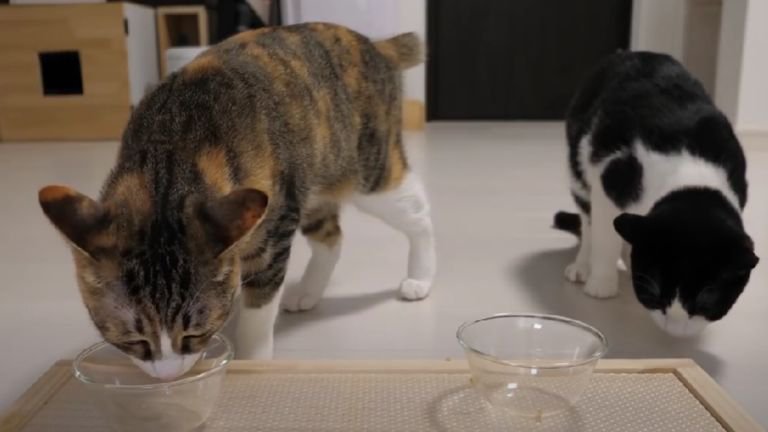 ご飯を食べ終えた猫たち