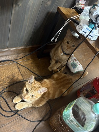 机の下の2匹