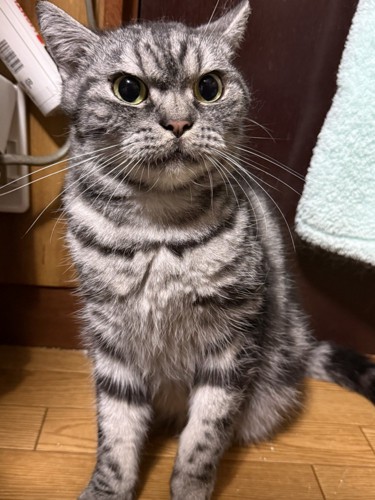 険しい表情の猫