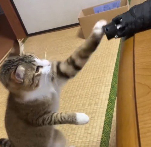 傘に素早くパンチを繰り出す猫