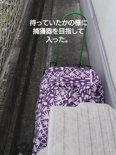 閉まった捕獲器