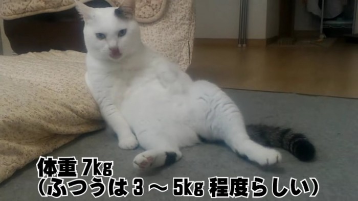 座って舌をペロっとする猫