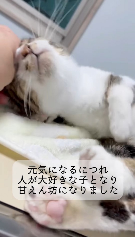 撫でられて首を上げる猫