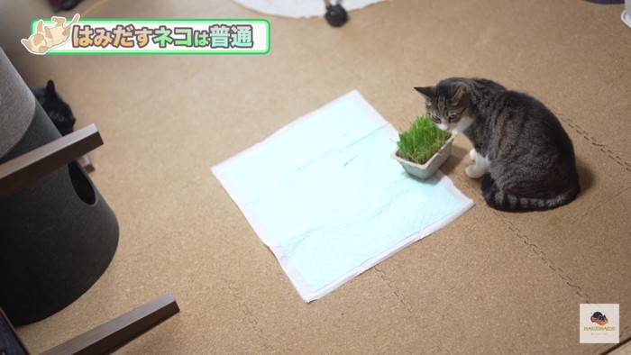 猫草がはみ出るキジシロ