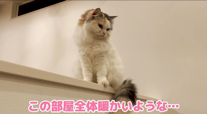 座っている猫