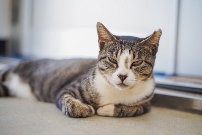 寝起きの機嫌が悪いねこ