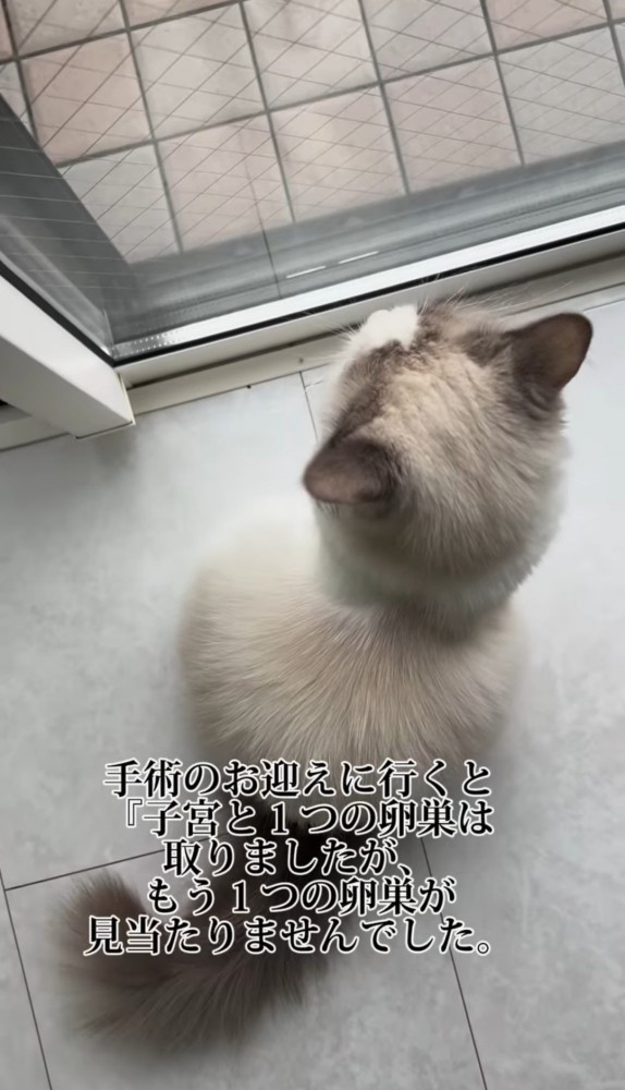 窓辺の猫