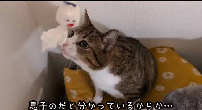 匂いを嗅ぐ猫