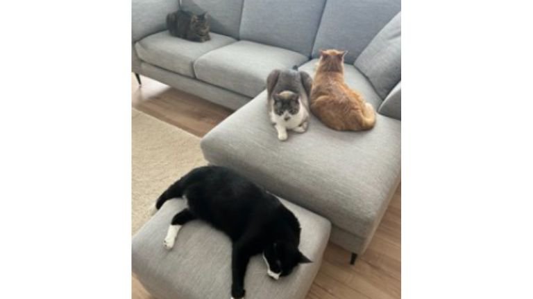 室内にいる猫