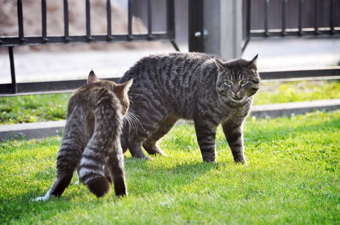 草むらで喧嘩猫