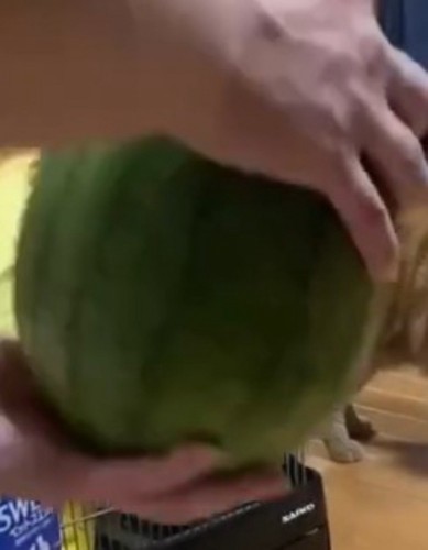 スイカを両手で持つ飼い主