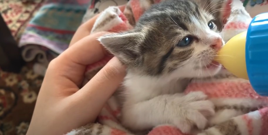 前脚を出してミルクを飲む子猫