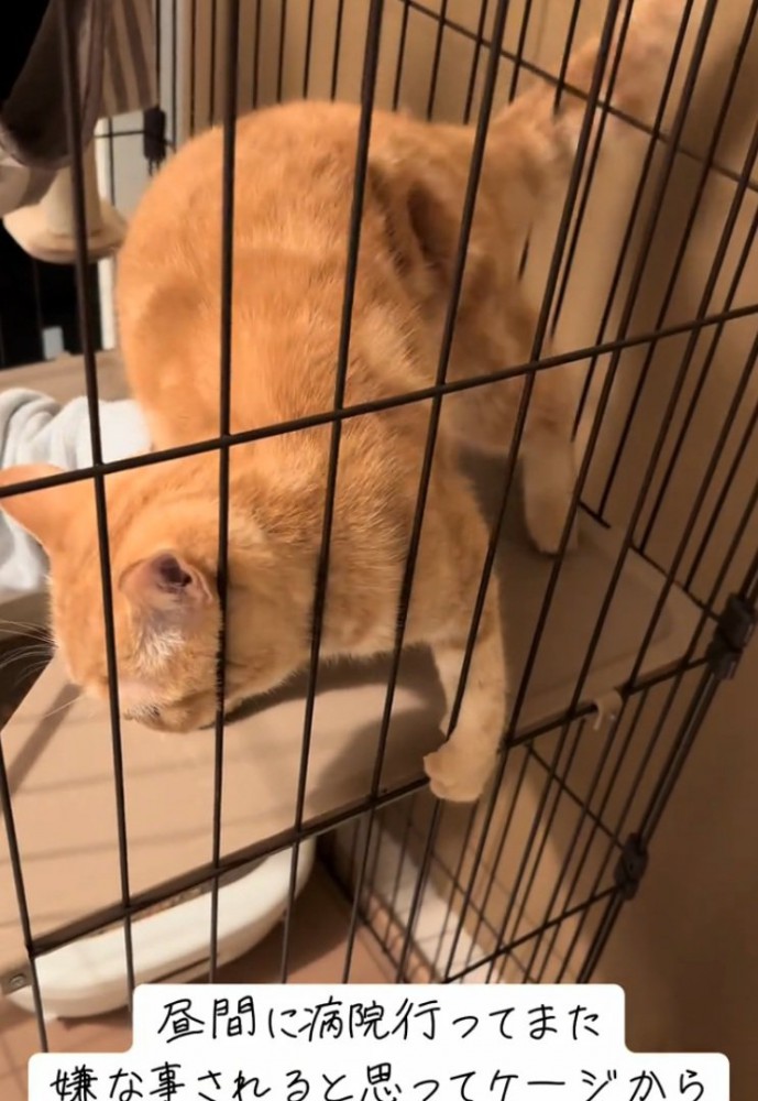 出ようとしない猫