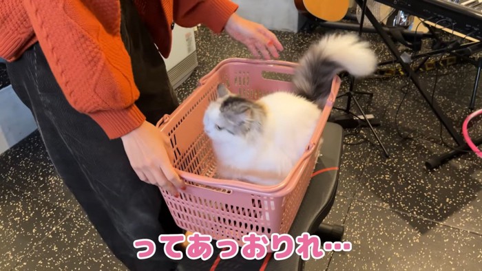 棚の上から降ろされる猫