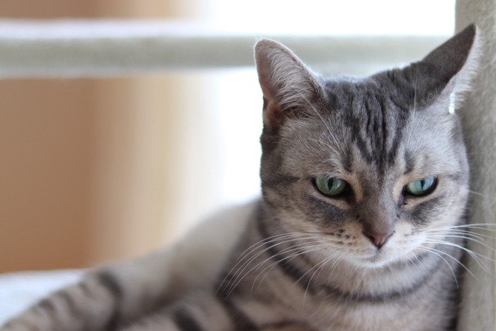 申し訳なさそうな猫