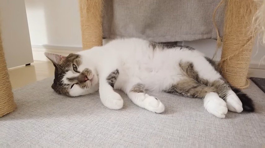 横になる猫アップ