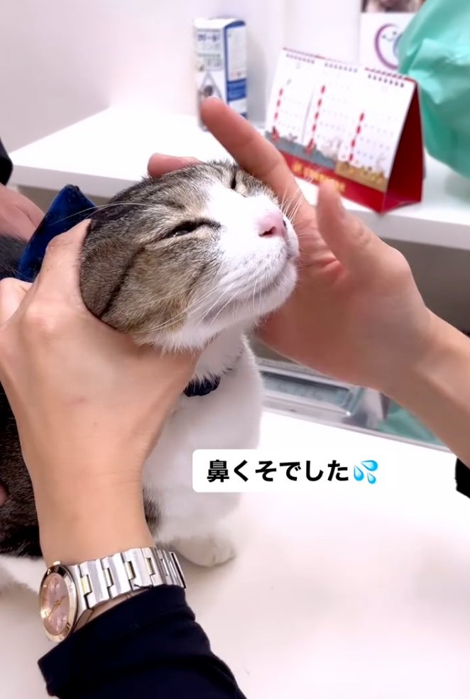 猫の顔を診察中