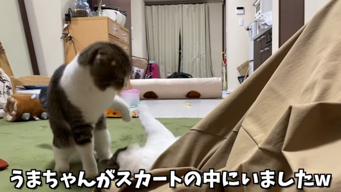 スカートの中から出てきた猫と隣に立つ猫