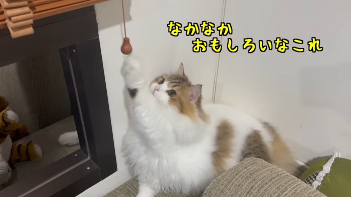 前足で紐にじゃれる猫