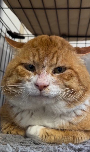 香箱座りをしている猫