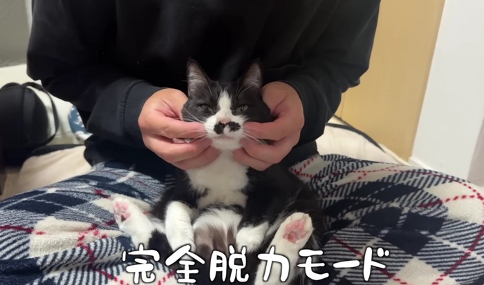 飼い主♂さんの膝でくつろぐくろまめさん